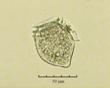 C:\BioAtlas\Revision\Phyto-albom\Im-New\Din-nor-ii.jpg