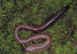 Lumbricidae.jpg