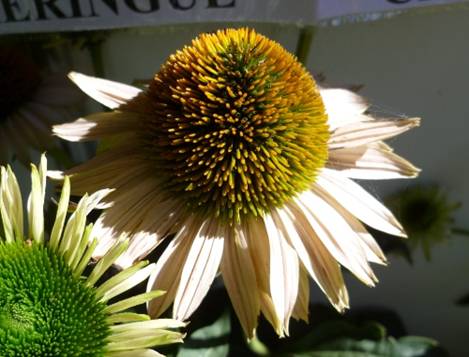 �������� 'Fragrant Angel'