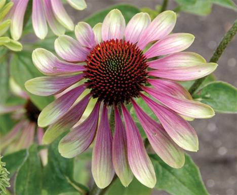 �������� 'Green Envy'