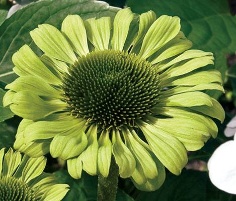 �������� 'Green Jewel'