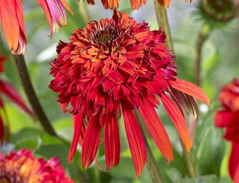 �������� 'Hot Papaya'