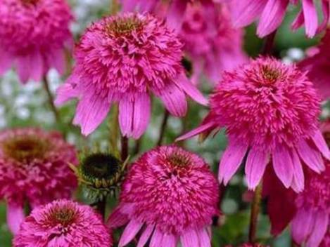 �������� 'Razzmatazz'