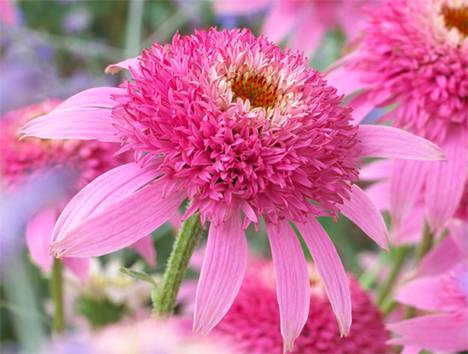 �������� 'Pink Double Delight'