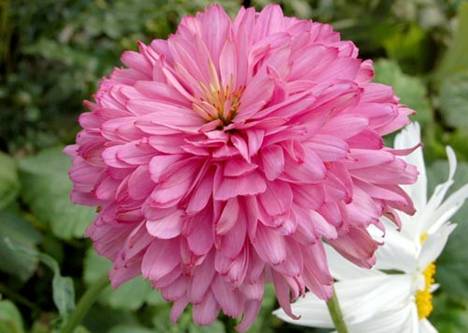 �������� 'Pink Poodle'