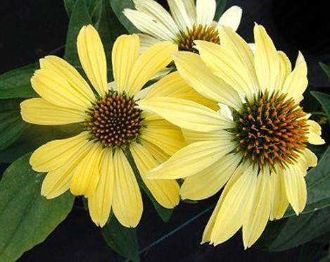 �������� 'Sunrise'