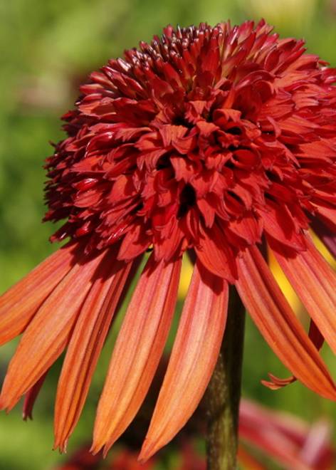 �������� 'Irresistible'