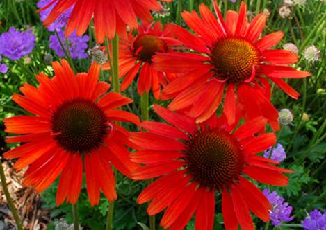 �������� 'Hot Lava'