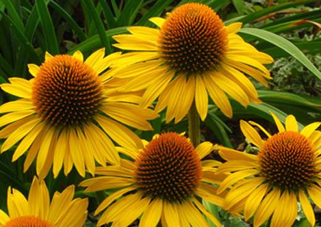 �������� 'Maui Sunshine'