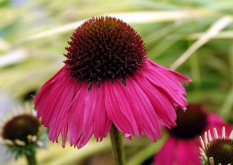 �������� 'Raspberry Tart'