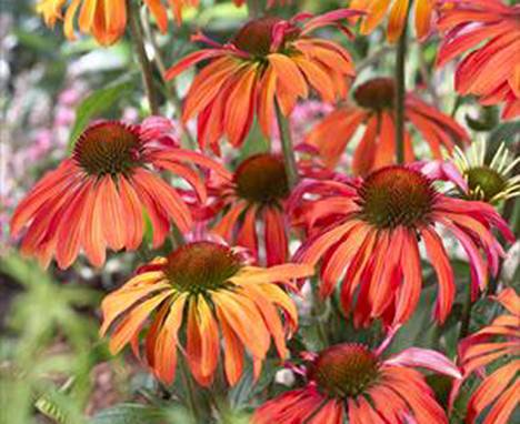�������� 'Summer Sun'