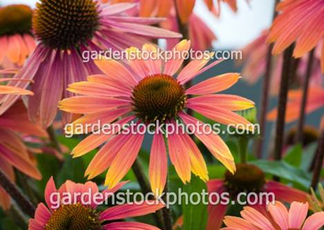 �������� 'Summer Coctail'