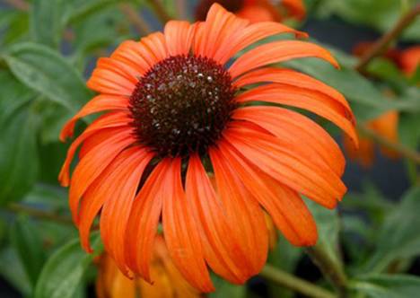 �������� 'Tangerine Dream'