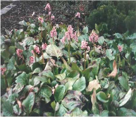http://www.yad-flora.info/ajaxfiles/im_en/en.jpg