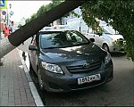http://gtk.tv/files/Image/News/53065__upalo_derevo.jpg