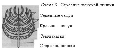 E:\биология\голосеменные.files\img1.gif