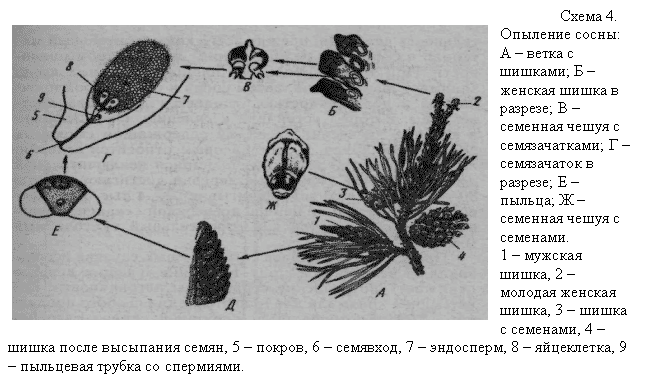 E:\биология\голосеменные.files\img2.gif