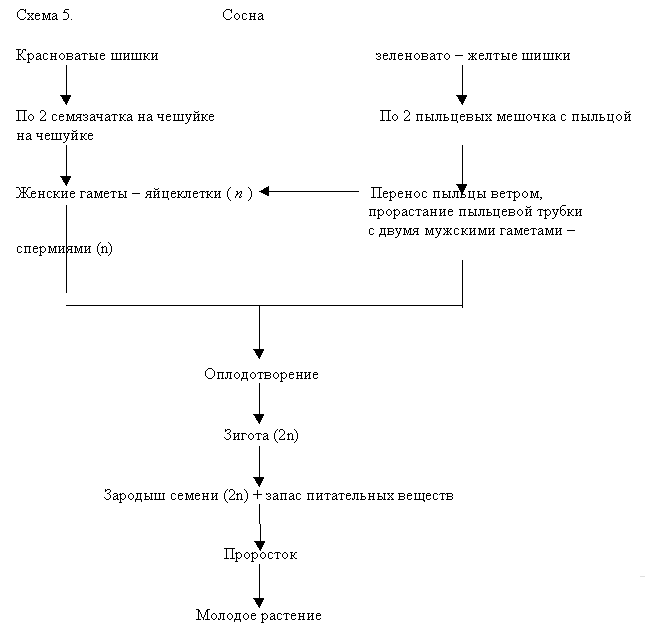 E:\биология\голосеменные.files\img5.gif