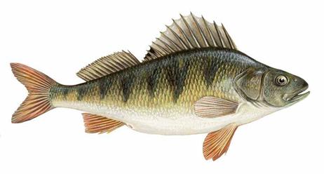 C:\Documents and Settings\User\������� ����\� ����\�����-Perca-fluviatilis.jpg
