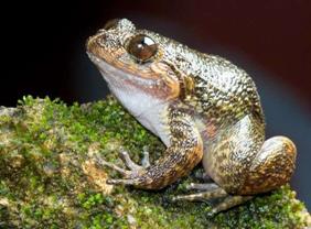C:\Documents and Settings\User\������� ����\� �����\gavi-night-frog.jpg