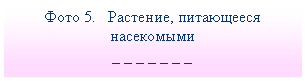 Подпись: Фото 5. Растение, питающееся насекомыми
_ _ _ _ _ _ _