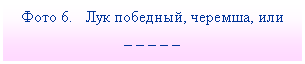 Подпись: Фото 6. Лук победный, черемша, или
_ _ _ _ _