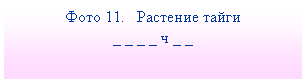 Подпись: Фото 11. Растение тайги
_ _ _ _ ч _ _