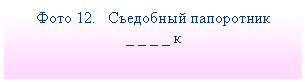 Подпись: Фото 12. Съедобный папоротник
_ _ _ _ к