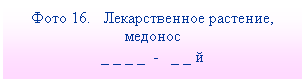 Подпись: Фото 16. Лекарственное растение, медонос
_ _ _ _ - _ _ й