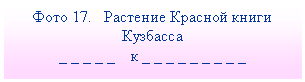Подпись: Фото 17. Растение Красной книги Кузбасса
_ _ _ _ _ к _ _ _ _ _ _ _ _ _