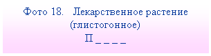 Подпись: Фото 18. Лекарственное растение (глистогонное)
П _ _ _ _