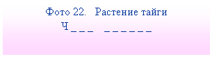 Подпись: Фото 22. Растение тайги
Ч _ _ _ _ _ _ _ _ _