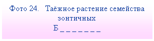 Подпись: Фото 24. Таёжное растение семейства зонтичных
Б _ _ _ _ _ _ _