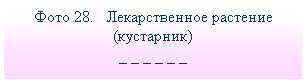 Подпись: Фото 28. Лекарственное растение (кустарник)
_ _ _ _ _ _