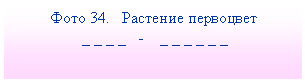 Подпись: Фото 34. Растение первоцвет
_ _ _ _ - _ _ _ _ _ _