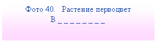 Подпись: Фото 40. Растение первоцвет
В _ _ _ _ _ _ _ _