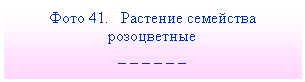Подпись: Фото 41. Растение семейства розоцветные
_ _ _ _ _ _