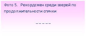 Подпись: Фото 5. Рекордсмен среди зверей по продолжительности спячки
_ _ _ _ _