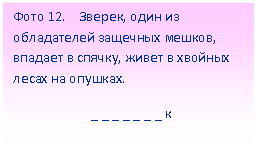 Подпись: Фото 12. Зверек, один из обладателей защечных мешков, впадает в спячку, живет в хвойных лесах на опушках.
_ _ _ _ _ _ _ к