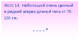 Подпись: Фото 14. Небольшой очень ценный и редкий зверек длиной тела от 70-100 см..
_ _ _ _ а