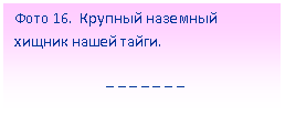 Подпись: Фото 16. Крупный наземный хищник нашей тайги.
_ _ _ _ _ _ _