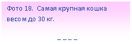 Подпись: Фото 18. Самая крупная кошка весом до 30 кг.
_ _ _ _