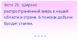 Подпись: Фото 25. Широко распространенный зверь в нашей области и стране. В поисках добычи бродит стаями.
_ _ _ _