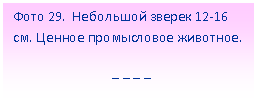 Подпись: Фото 29. Небольшой зверек 12-16 см. Ценное промысловое животное.
_ _ _ _