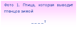 Подпись: Фото 1. Птица, которая выводит птенцов зимой
_ _ _ _ т