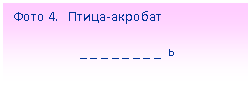 Подпись: Фото 4. Птица-акробат
_ _ _ _ _ _ _ _ ь