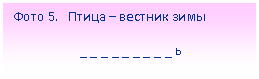 Подпись: Фото 5. Птица – вестник зимы
_ _ _ _ _ _ _ _ _ ь
