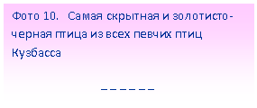 Подпись: Фото 10. Самая скрытная и золотисто-черная птица из всех певчих птиц Кузбасса
_ _ _ _ _ _