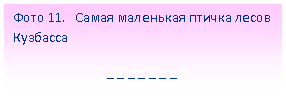 Подпись: Фото 11. Самая маленькая птичка лесов Кузбасса
_ _ _ _ _ _ _