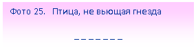 Подпись: Фото 25. Птица, не вьющая гнезда
_ _ _ _ _ _ _